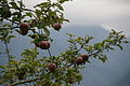DSC04402 - Bernhard Saalfeld
