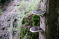 DSC04412 - Bernhard Saalfeld