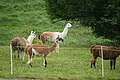 DSC04422 - Bernhard Saalfeld