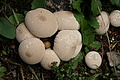 DSC04575 - Bernhard Saalfeld