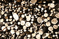 DSC04643 - Bernhard Saalfeld