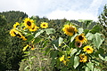 DSC04645 - Bernhard Saalfeld