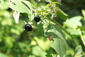 DSC04649 - Bernhard Saalfeld