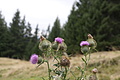 DSC04681 - Bernhard Saalfeld