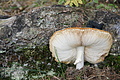DSC04684 - Bernhard Saalfeld
