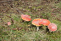 DSC04685 - Bernhard Saalfeld