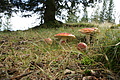 DSC04686 - Bernhard Saalfeld