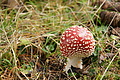 DSC04688 - Bernhard Saalfeld