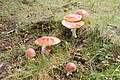 DSC04689 - Bernhard Saalfeld