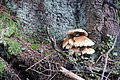 DSC04701 - Bernhard Saalfeld