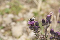 DSC04762 - Bernhard Saalfeld