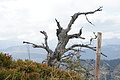 DSC04780 - Bernhard Saalfeld