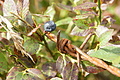 DSC04791 - Bernhard Saalfeld