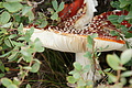 DSC04792 - Bernhard Saalfeld