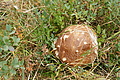 DSC04811 - Bernhard Saalfeld