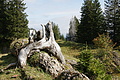 DSC04873 - Bernhard Saalfeld