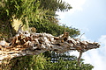 DSC04882 - Bernhard Saalfeld