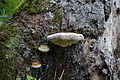 DSC04962 - Bernhard Saalfeld