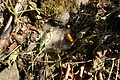 DSC04966 - Bernhard Saalfeld