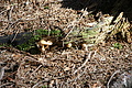 DSC05002 - Bernhard Saalfeld