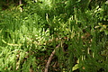 DSC05009 - Bernhard Saalfeld