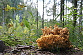 DSC05011 - Bernhard Saalfeld