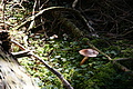 DSC05021 - Bernhard Saalfeld