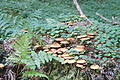 DSC05026 - Bernhard Saalfeld
