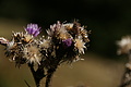 DSC05160 - Bernhard Saalfeld