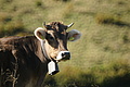DSC05212 - Bernhard Saalfeld