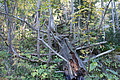DSC05254 - Bernhard Saalfeld