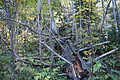 DSC05255 - Bernhard Saalfeld