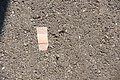 DSC05274 - Bernhard Saalfeld