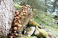 DSC05351 - Bernhard Saalfeld