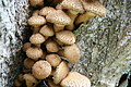 DSC05352 - Bernhard Saalfeld