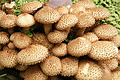 DSC05353 - Bernhard Saalfeld