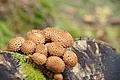 DSC05354 - Bernhard Saalfeld