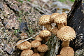 DSC05355 - Bernhard Saalfeld