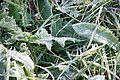 DSC05361 - Bernhard Saalfeld