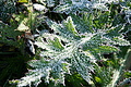 DSC05362 - Bernhard Saalfeld