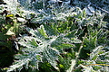 DSC05364 - Bernhard Saalfeld