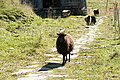 DSC05391 - Bernhard Saalfeld