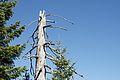 DSC05435 - Bernhard Saalfeld