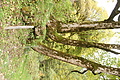 DSC05500 - Bernhard Saalfeld