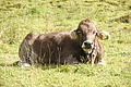 DSC05520 - Bernhard Saalfeld