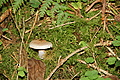 DSC05559 - Bernhard Saalfeld