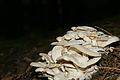 DSC05563 - Bernhard Saalfeld