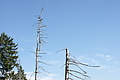 DSC05585 - Bernhard Saalfeld