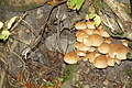 DSC05602 - Bernhard Saalfeld