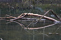 DSC01161 - Bernhard Saalfeld
